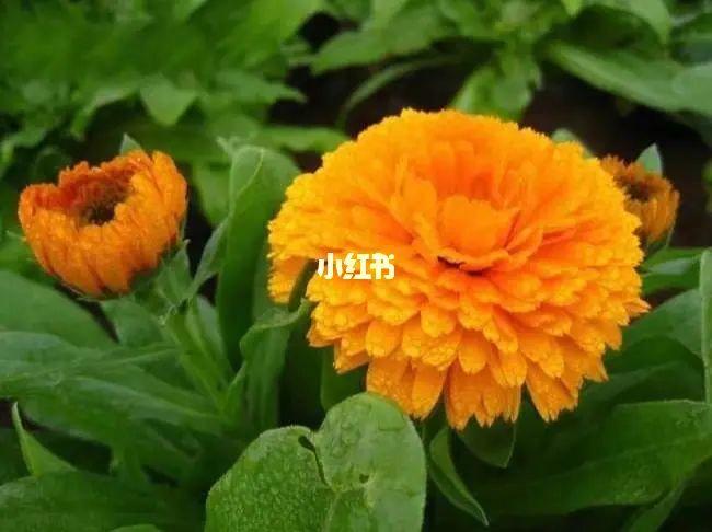 金盏菊花语:悲伤嫉妒,离别之痛
