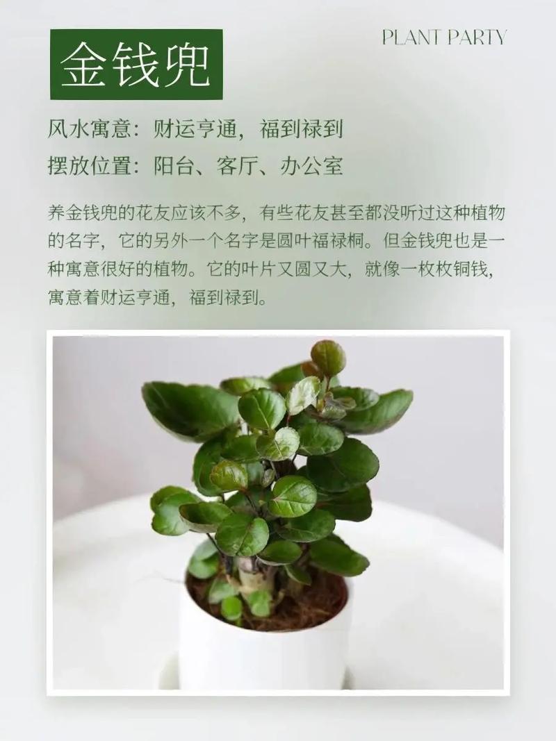什么植物能增强财运