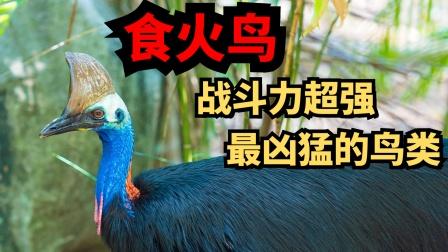 梦见许多凶猛的鸟