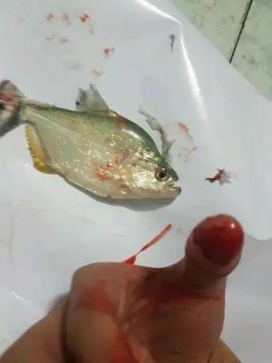 梦见鱼咬自己 梦见鱼咬自己的手指头甩不掉