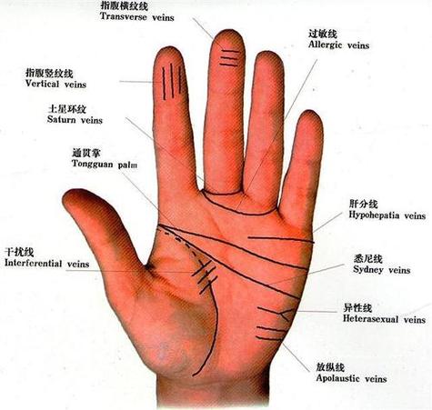 手相算命:如何看手上的财富线