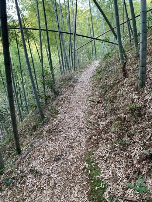 梦见砍竹子有何含义