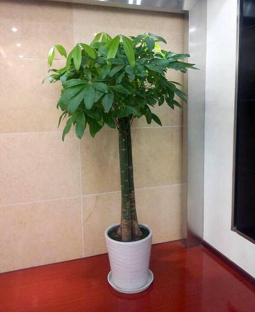 家里客厅放什么植物