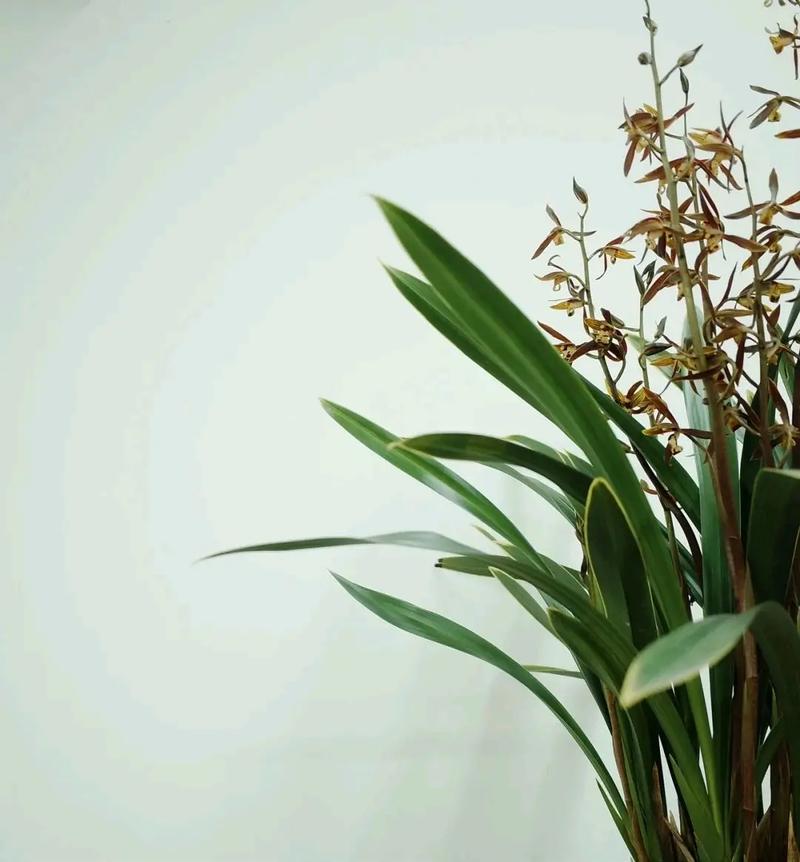 墨兰花语:娴静,青春永驻