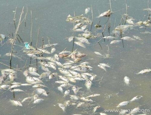 梦见死鱼在地上