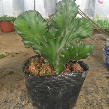 麒麟掌是什么植物
