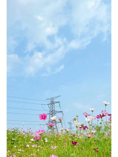 格桑花到底是什么花?是波斯菊吗?