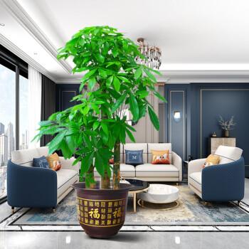 发财树需要一对一对摆放风水才会好吗