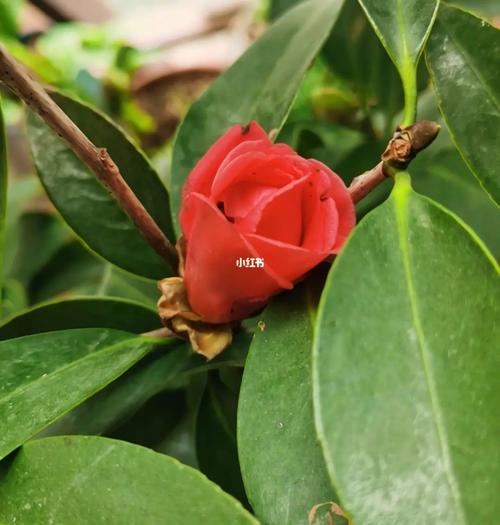 梦见山茶花怎么回事