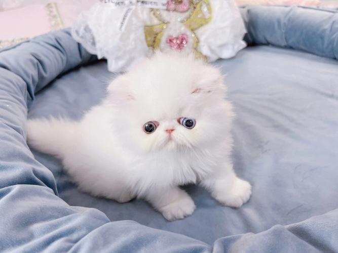 梦见一只波斯猫
