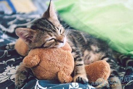 梦见猫生小猫周公解梦,梦见猫生小猫是什么意思?