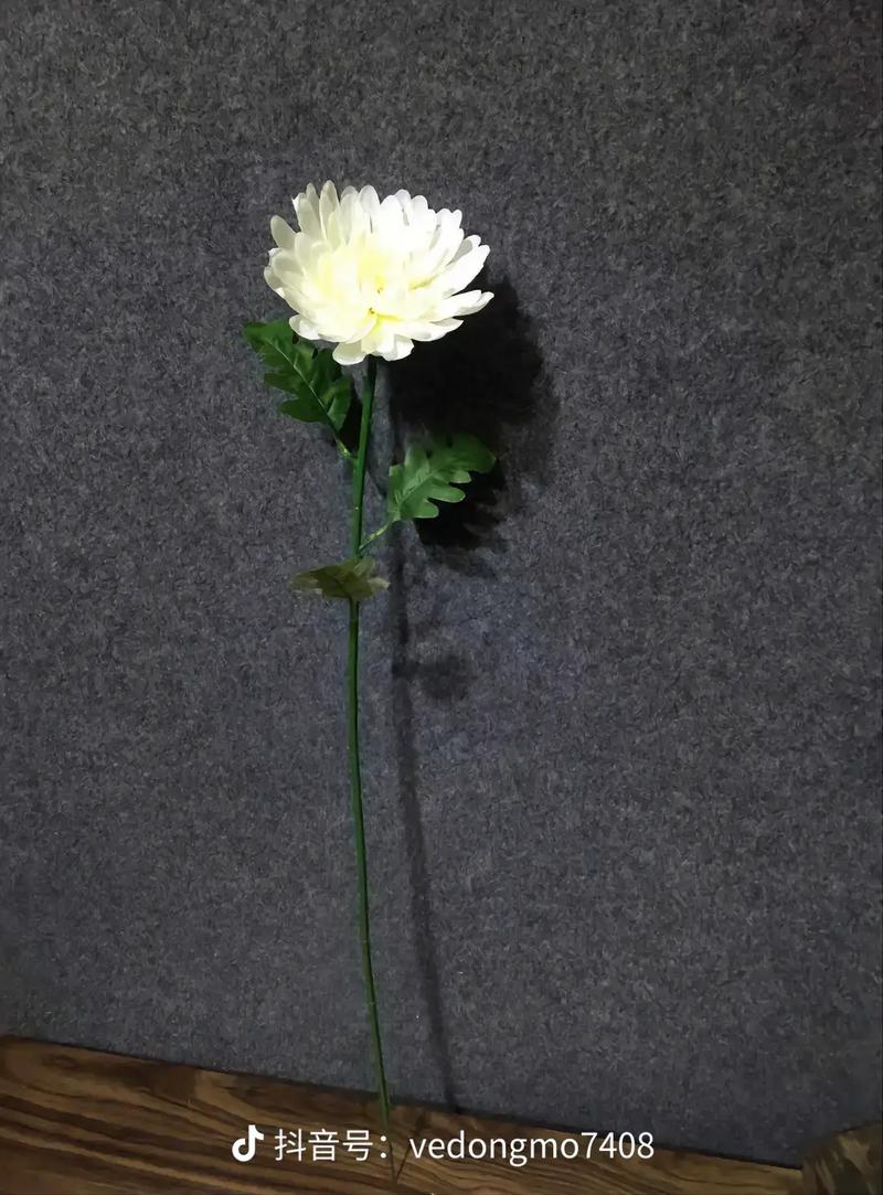 梦见白菊花有哪些预意
