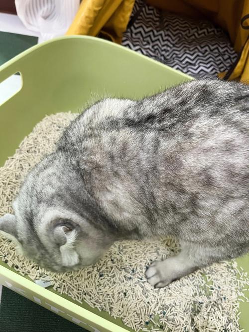 梦见被窝里有猫屎