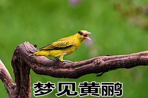 梦到黄鹂预示着名利
