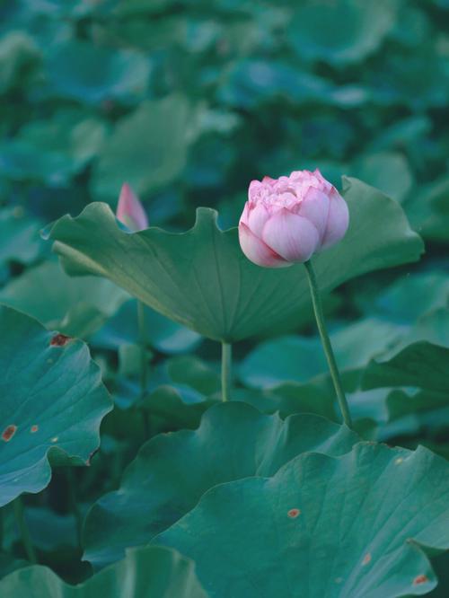 什么是荷花命