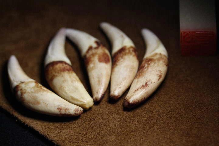 梦见狼牙