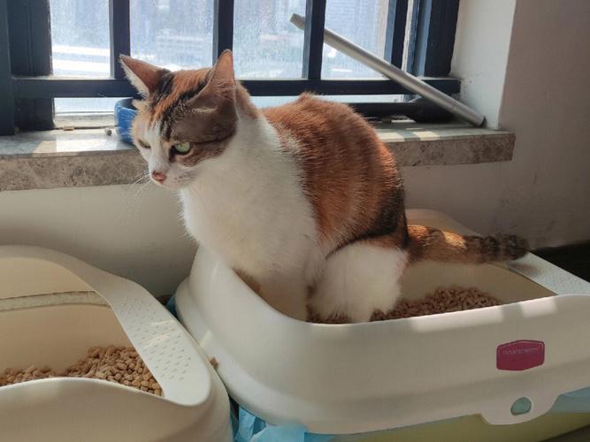 梦见猫和狗的大便