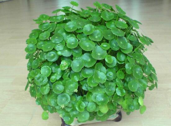 经常倒霉?定是这些家中植物风水所致