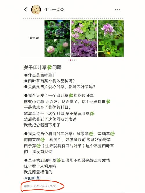梦到四叶草是什么预兆