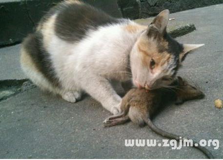 梦见猫被吃了