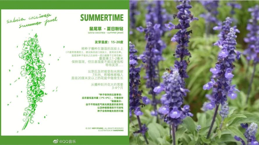 7月1日花语:西洋龙芽草,生日花语撒娇