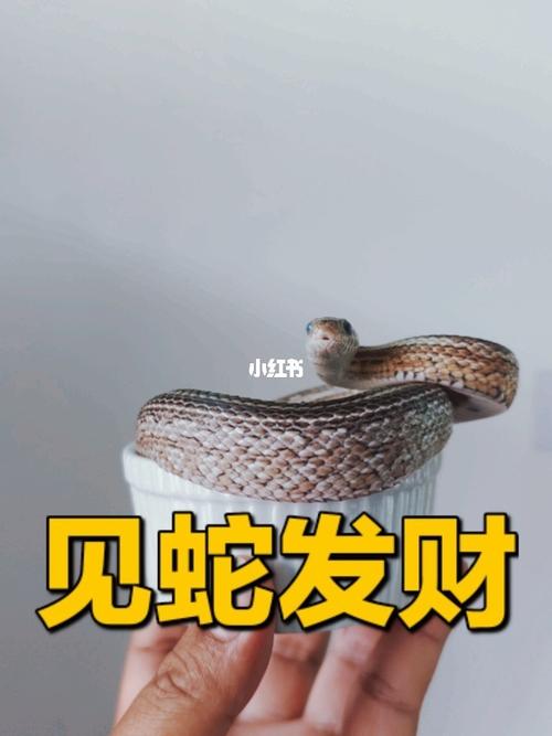 5种征兆要发财梦见蛇