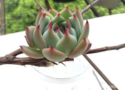 吉娃莲的花语和寓意