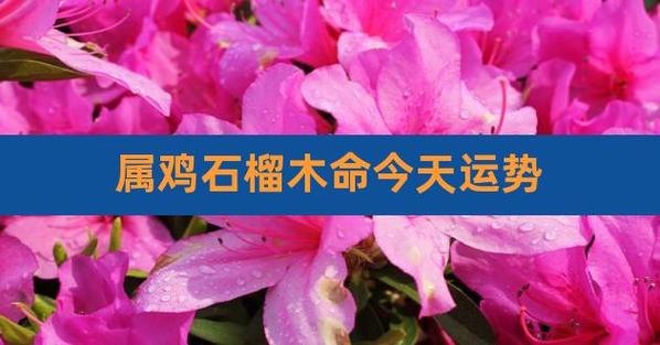 论命解纳音 属鸡的石榴木命好不好 压力过大