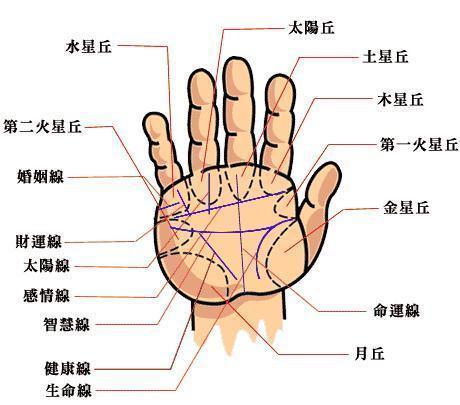 手指手掌长短看命运图