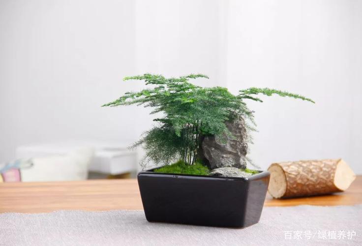 文竹放在哪里风水好