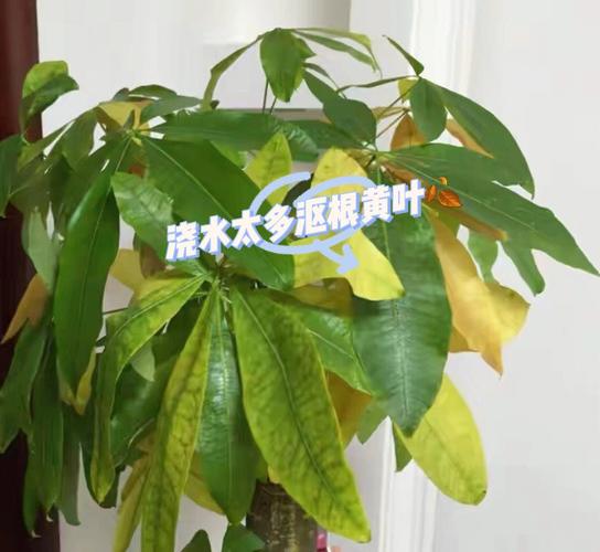 如何种发财树,发财树如何种植