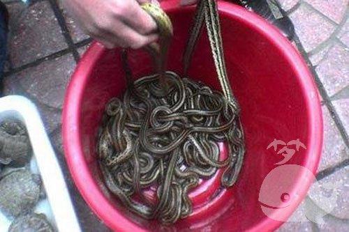 梦见把蛇煮了