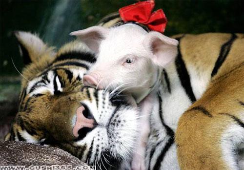 猪妈妈生虎宝宝几月最好