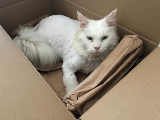 梦见给猫剃毛 梦到给猫剪毛