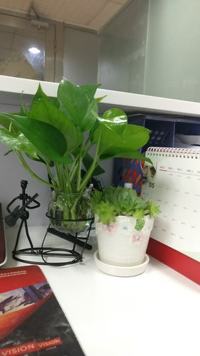 办公桌上放什么植物好
