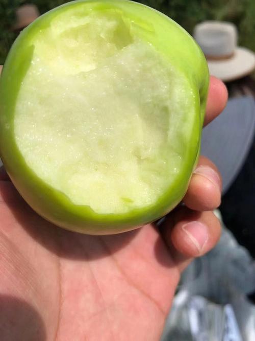 梦见摘青苹果给别人