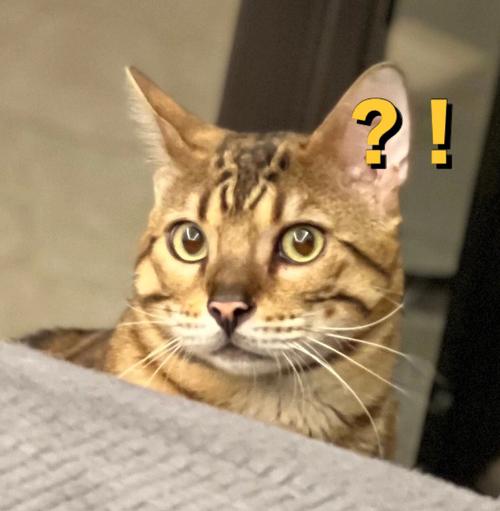 梦见猫与老虎 梦见猫与老虎豹子