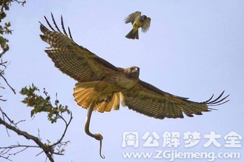 梦见鹰斗蛇是什么意思