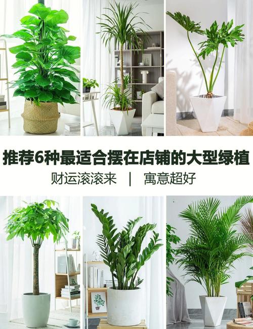 办公室养什么植物风水好