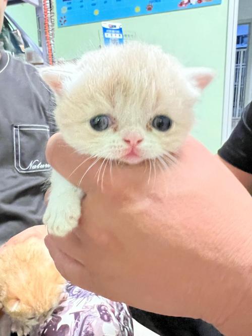梦见一群小奶猫