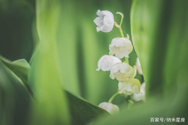 天秤座女决定分手的花