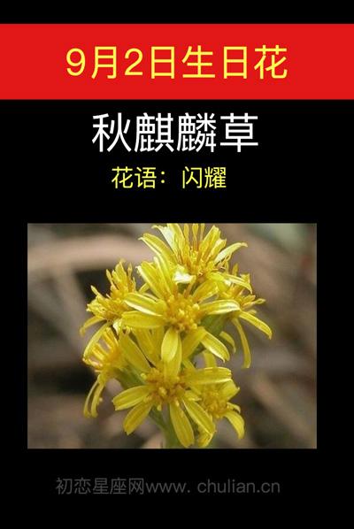 9月2日生日花语:秋麒麟草