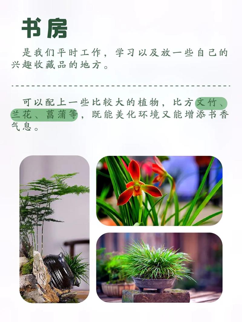 玄关放什么植物好?玄关植物摆放讲究