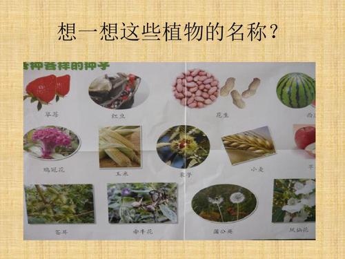 有什么好看的种子名字