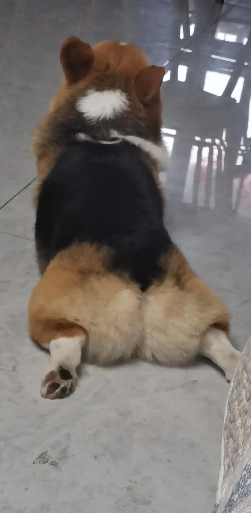 梦见自己的狗丢了是什么意思