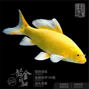 属鸡分别养几条锦鲤最好