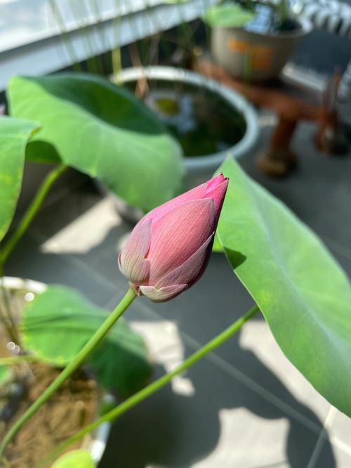 养碗莲吉祥吗