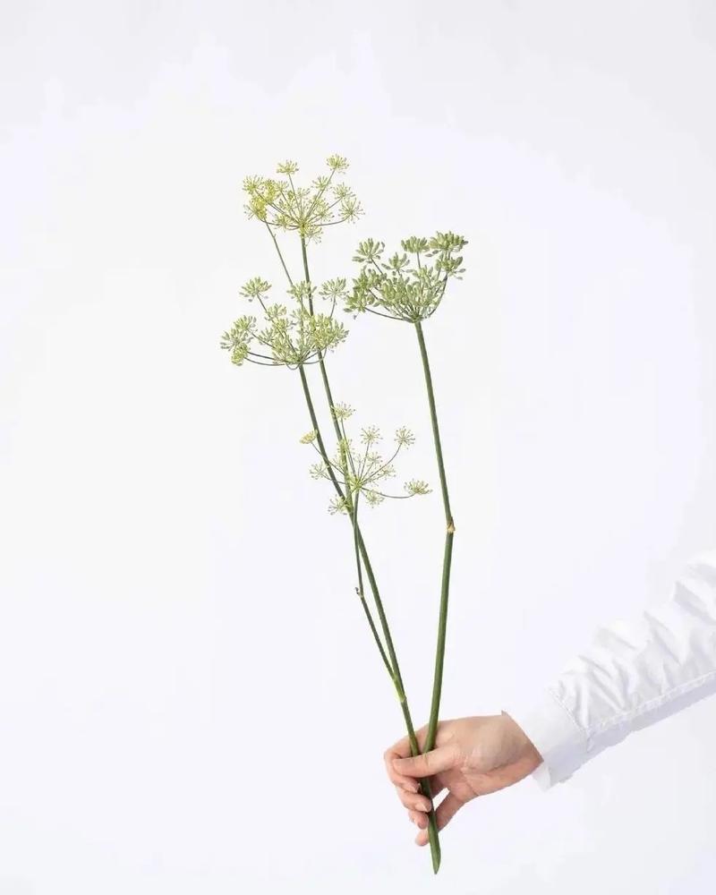 10月21日花语:茴香,生日花语权力
