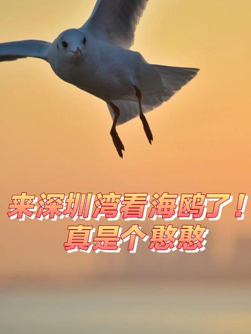梦到海鸥是什么预兆