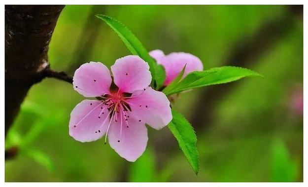 一生桃花运缠身的属相